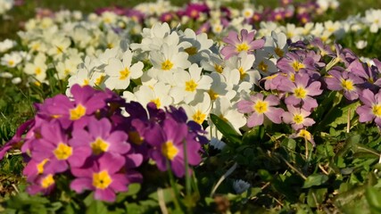 Parterre de primevères