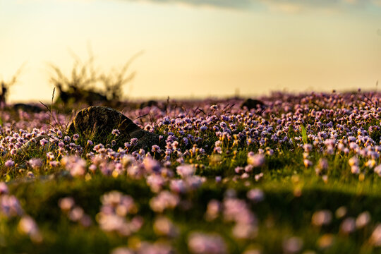 Armeria maritima "Armada Rose" Strandtrift at Torekov's rocky shoreline in Sweden