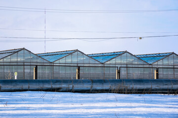 Greenhouses on a snowy background