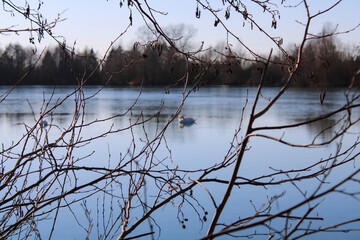 Schwan