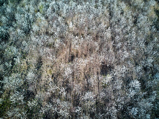 Aerial drone image of early morning dogwood trees 