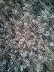 Aerial drone image of early morning light on a grove of dogwood trees