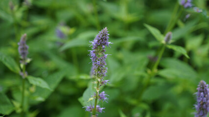 Closeup shot of blooming purple giant hyssops flowers