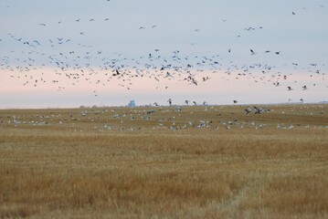 A flock of snow geese over a Saskatchewan wheat field. 