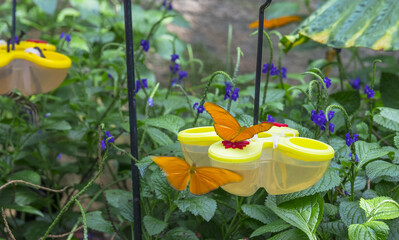 Closeup shot of orange butterflies drinking from a feeder
