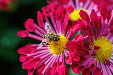 bee on flower