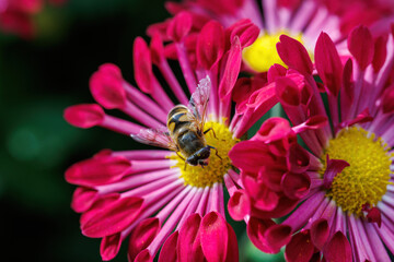 bee on a flower