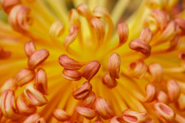 close up of flower