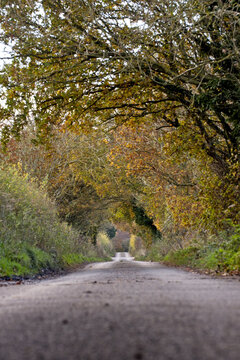 Vertical shot of a road surrounded by trees in autumn colors, Gunton, Norfolk, UK