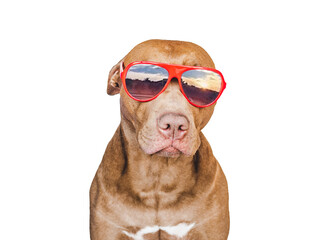 Lovable, pretty brown puppy and sunglasses. Travel preparation and planning. Close-up, indoors. Studio photo, isolated background. Concept of recreation, travel and tourism. Pets care
