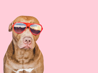 Lovable, pretty brown puppy and sunglasses. Travel preparation and planning. Close-up, indoors. Studio photo, isolated background. Concept of recreation, travel and tourism. Pets care