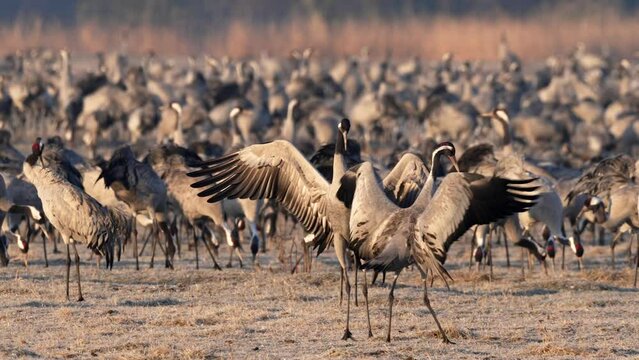 Common cranes (Grus grus) Dancing at Pulken in Sweden