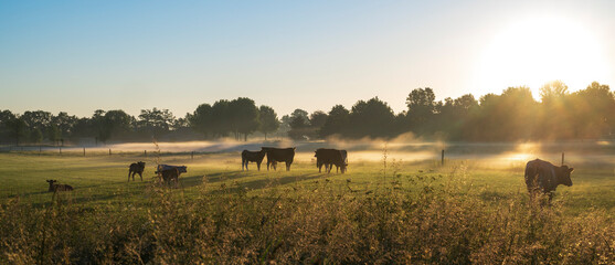 Group of grazing cows on a hazy morning, blue sky and sunrise.