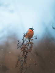 Vertical shot of a Eurasian bullfinch on a branch