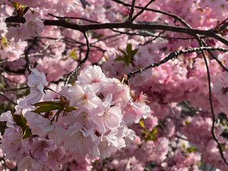 Obraz premium pink cherry blossom