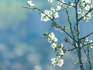 blossoming plum tree