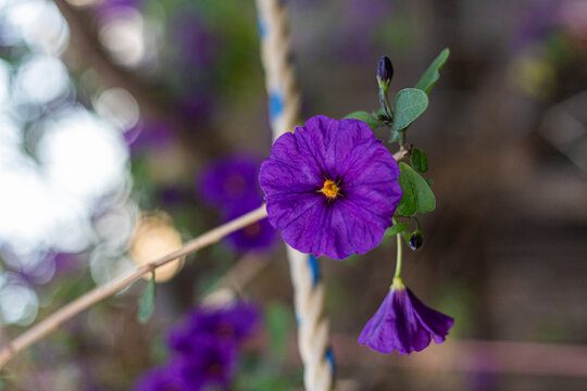Selective shot of a Paraguay nightshade flower