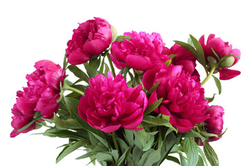 Bouquet of dark pink peonies on white background. Closeup