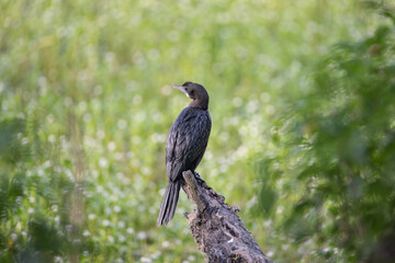 Cormorant or Darter bird waiting patiently on a branch of tree during morning hours