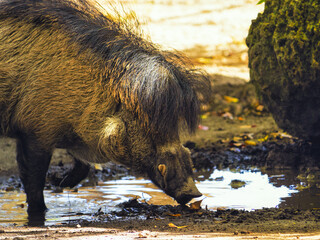 Closeup shot of a wild boar drinking from a pond