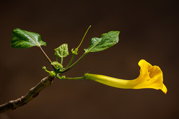 Obraz premium Yellow flower at the botanical garden in Prague