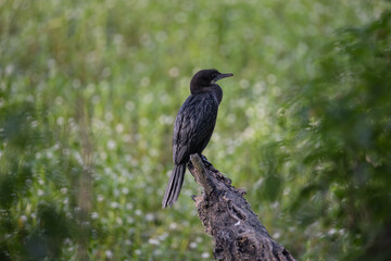 Cormorant or Darter bird waiting patiently on a branch of tree during morning hours