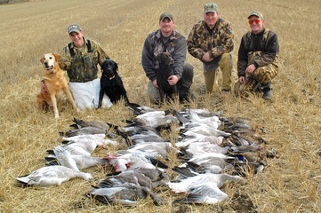 A group of hunters with the result of a morning snow goose hunt