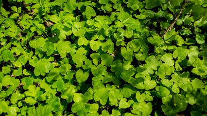 Lots of green foliage plants on the ground.