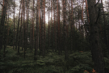 Deep dark forest with sunbeams