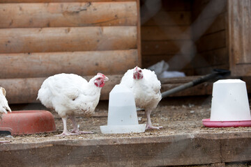 A white hen sits near the feeder, a white bird on the farm,