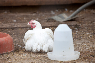 A white hen sits near the feeder, a white bird on the farm,