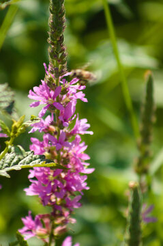 Closeup of purple loosestrife flowers with blurred green leaves on background