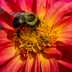 Coral Dahlia with Bumblebee © JPRVentures