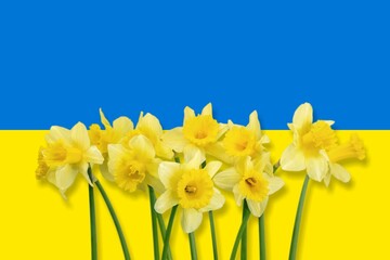 National flag of Ukraine. Narcissus flowers on blue-yellow flag.