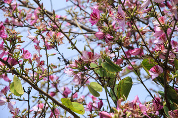 Beautiful Bauhinia purpurea tree in Alicante