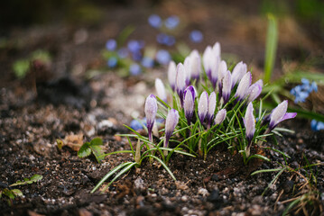 Spring Flowers - Crocus Blossoms 