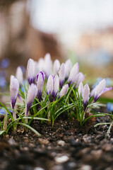 Spring Flowers - Crocus Blossoms 