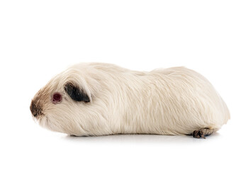 guinea pig in studio