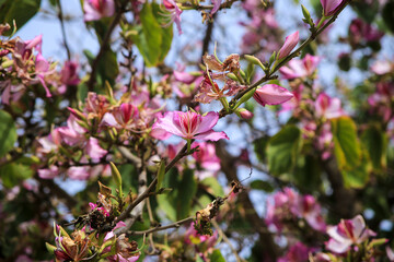 Beautiful Bauhinia purpurea tree in Alicante