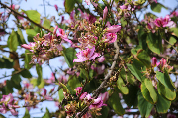 Beautiful Bauhinia purpurea tree in Alicante