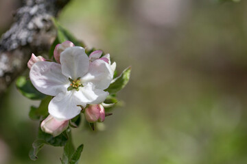Naklejka na ściany i meble Beautiful flowers on a branch of an apple tree against the background of a blurred garden