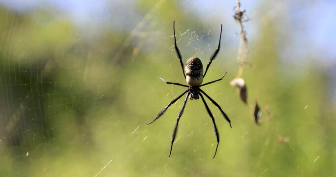 A spider is on its web in the forest