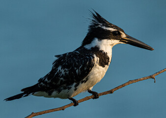 Pied kingfisher bird perched on a tree branch