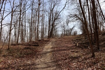 Fototapeta premium The old dirt trail up the hill in the forest.