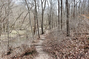 The trail in the forest near the creek on a sunny day.