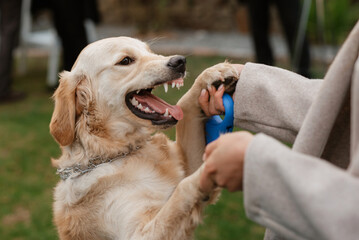 golden retriever dog at a wedding