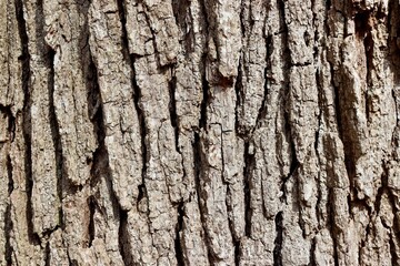 A close view of the old tree bark surface.