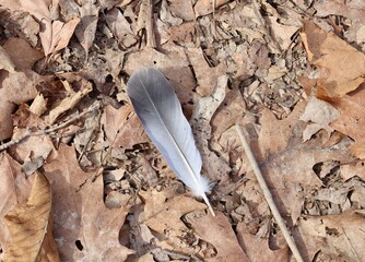 A close view of the bird feather on the leaves. - Powered by Adobe