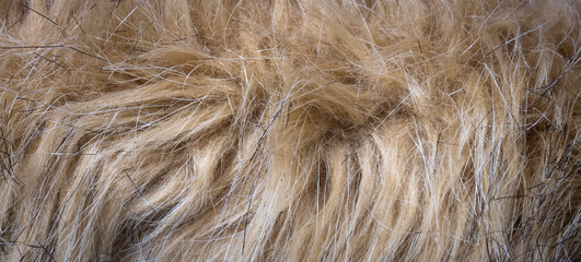 Fototapeta premium close up of fur texture