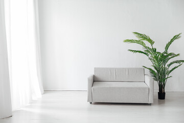 interior of a white room sofa with a domestic green palm plant